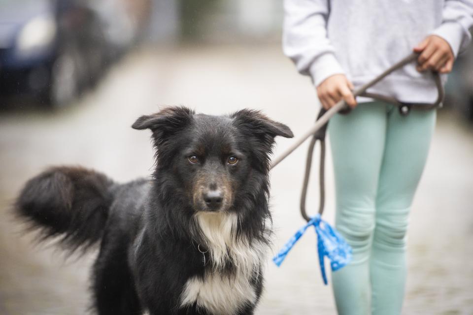 Hond die wordt uitgelaten 